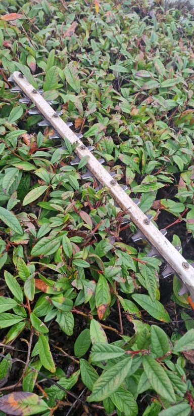 Stihl hedge trimmer resting on a hedge.